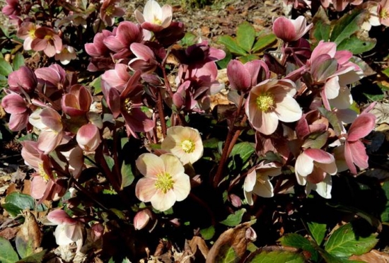 关于圣诞节的植物 关于圣诞节的植物
