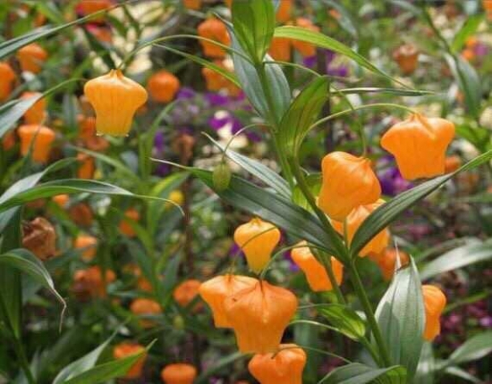 关于圣诞节的植物 关于圣诞节的植物