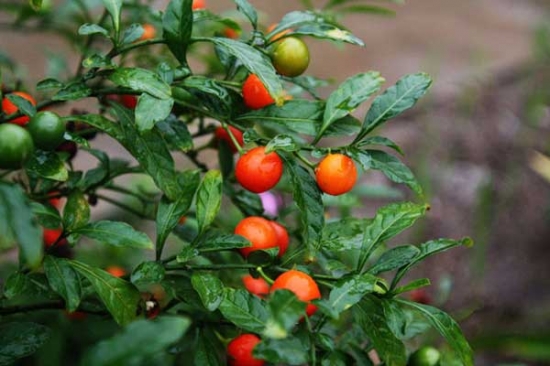 关于圣诞节的植物 关于圣诞节的植物