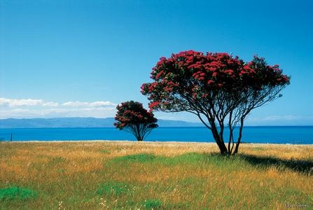关于圣诞节的植物 关于圣诞节的植物