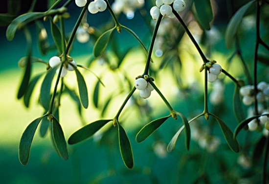 关于圣诞节的植物 关于圣诞节的植物