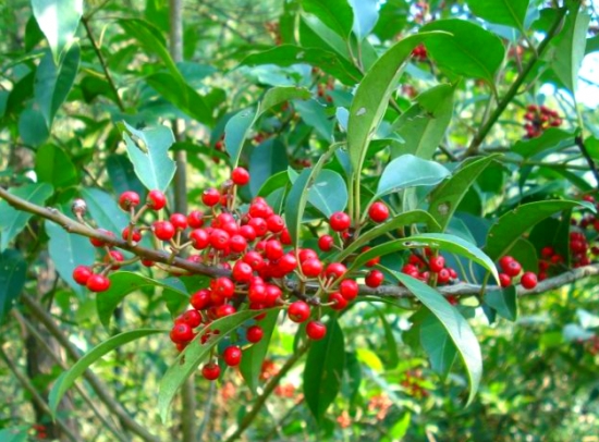 关于圣诞节的植物 关于圣诞节的植物