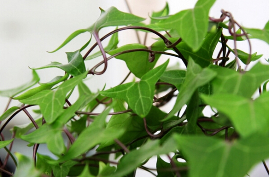 关于圣诞节的植物 关于圣诞节的植物