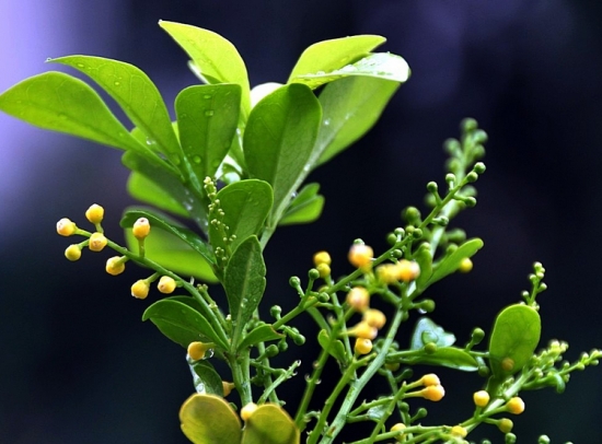 米兰花冬季养殖方法 米兰花冬季养殖方法