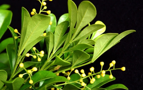 米兰花冬季养殖方法 米兰花冬季养殖方法