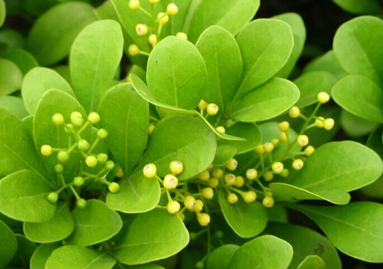 米兰花冬季养殖方法 米兰花冬季养殖方法