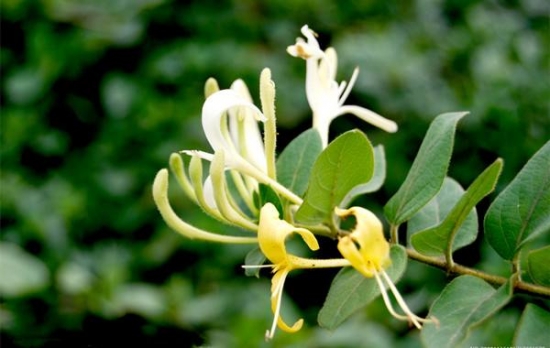 吃货看过来!为什么春天赏花不如吃花 吃货看过来!为什么春天赏花不如吃花