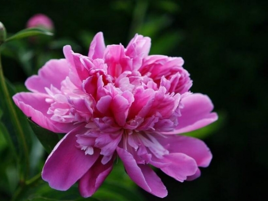 吃货看过来!为什么春天赏花不如吃花 吃货看过来!为什么春天赏花不如吃花