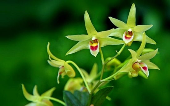 吃货看过来!为什么春天赏花不如吃花 吃货看过来!为什么春天赏花不如吃花