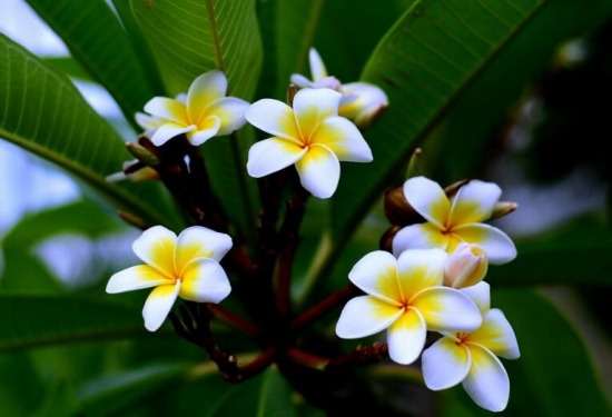 吃货看过来!为什么春天赏花不如吃花 吃货看过来!为什么春天赏花不如吃花