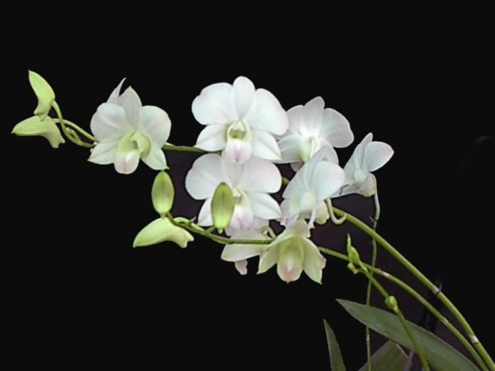 如何判断兰花根是不是健康 如何判断兰花根是不是健康