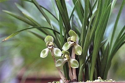 如何判断兰花根是不是健康 如何判断兰花根是不是健康