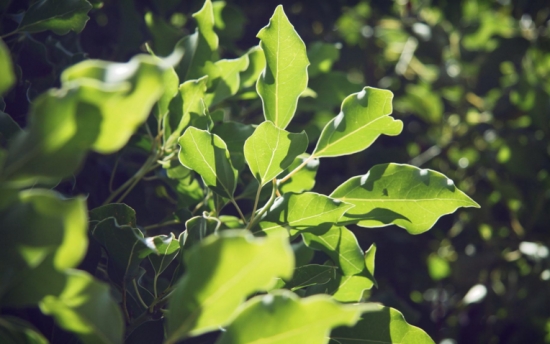 养花技巧和忌讳事项 养花技巧和忌讳事项