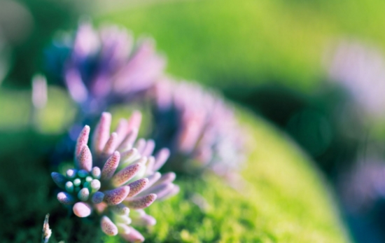 养花技巧和忌讳事项 养花技巧和忌讳事项