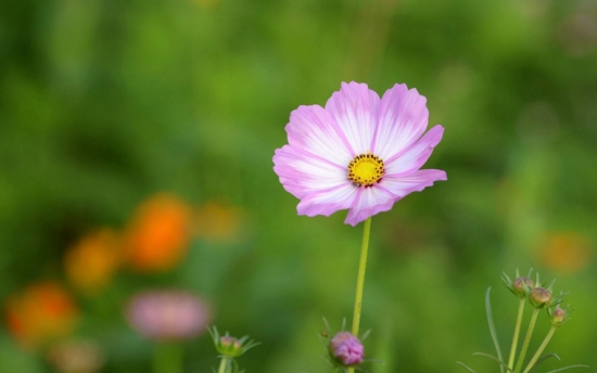 养花技巧和忌讳事项 养花技巧和忌讳事项
