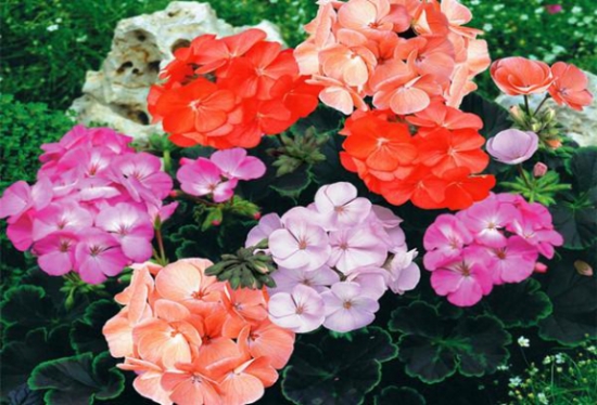 天竺葵夏天怎么养 天竺葵夏天怎么养