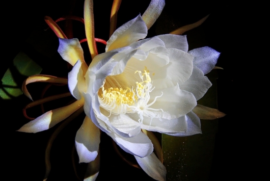 昙花夏天怎么养 昙花夏天怎么养