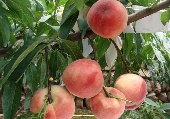 桃树嫁接技术 桃树嫁接技术