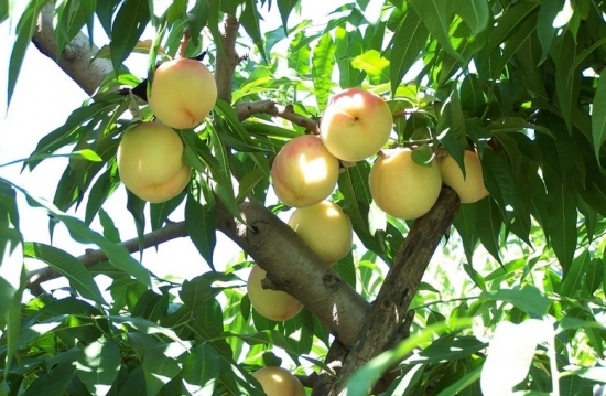 桃树嫁接技术 桃树嫁接技术