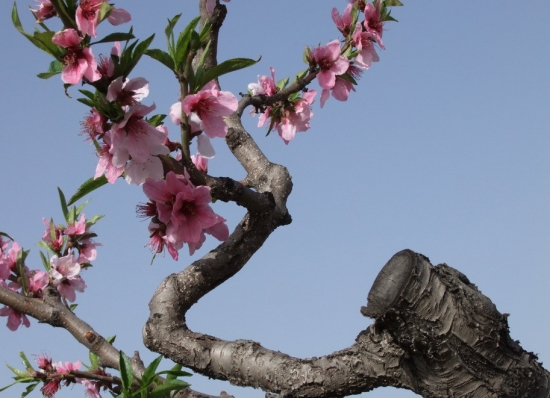 桃树嫁接 桃树嫁接