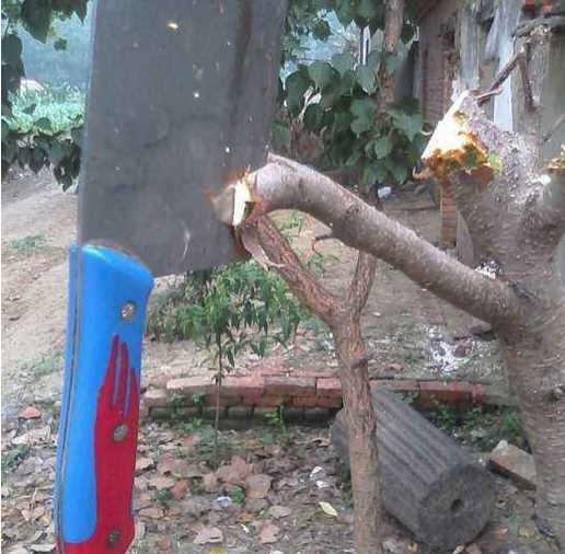 桃树嫁接技术 桃树嫁接技术