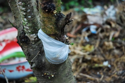 桃树嫁接技术 桃树嫁接技术