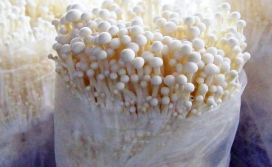 培养袋中的金针菇 培养袋中的金针菇