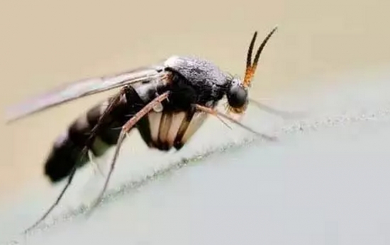 往花盆了加3样东西,轻松杀灭小黑飞 往花盆了加3样东西,轻松杀灭小黑飞