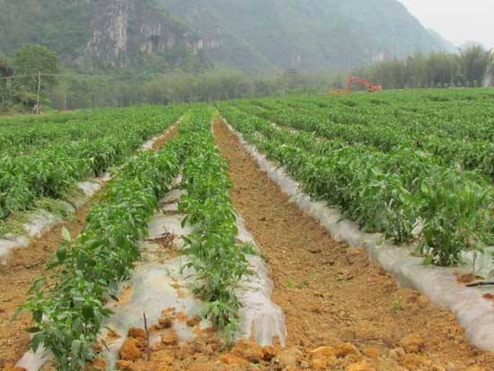 辣椒栽培技术 辣椒栽培技术