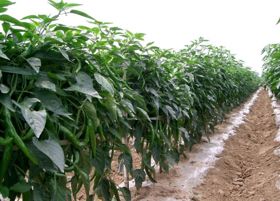 辣椒栽培技术 辣椒栽培技术