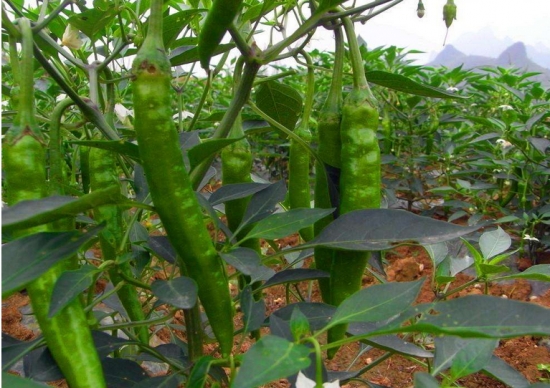 辣椒栽培技术 辣椒栽培技术