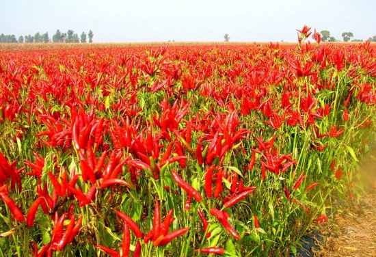 辣椒 辣椒