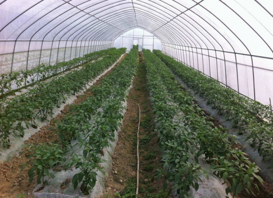 辣椒栽培技术 辣椒栽培技术