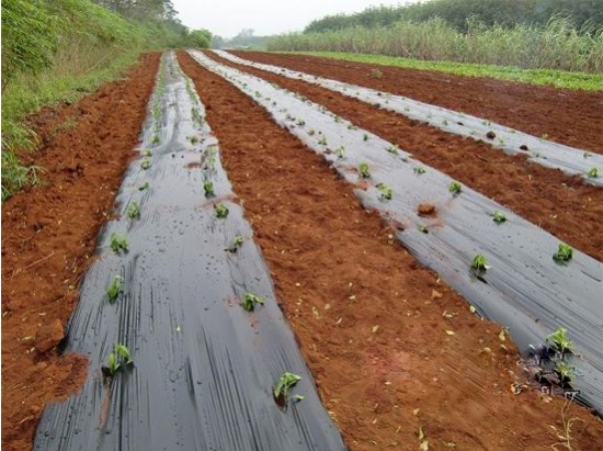 辣椒栽培技术 辣椒栽培技术