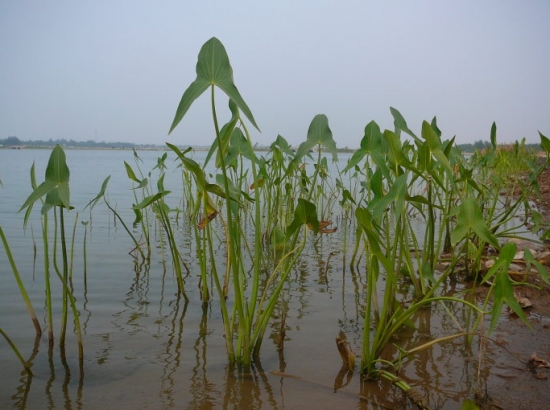 茨菰是什么 茨菰是什么