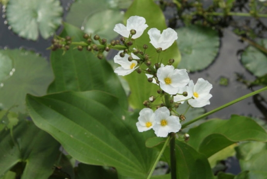 泽泻形态特征 泽泻形态特征