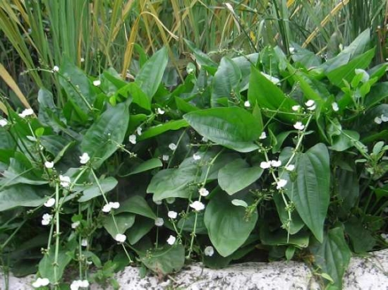 泽泻地理分布 泽泻地理分布