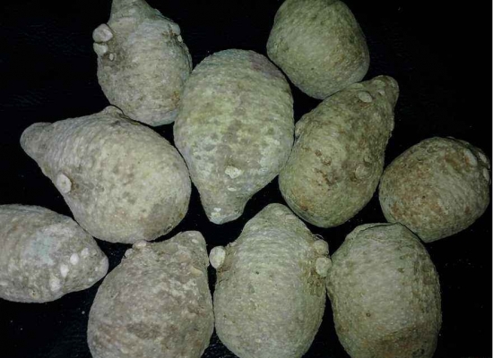 泽泻块茎 泽泻块茎