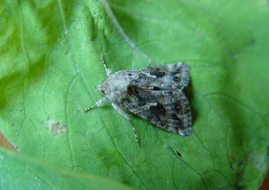 泽泻是什么 泽泻是什么