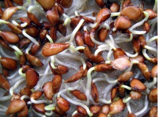 香椿苗栽培 香椿苗栽培