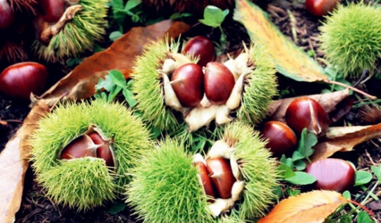 南方栗 南方栗