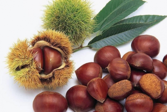 板栗 板栗