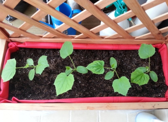 阳台黄瓜种植技术 阳台黄瓜种植技术