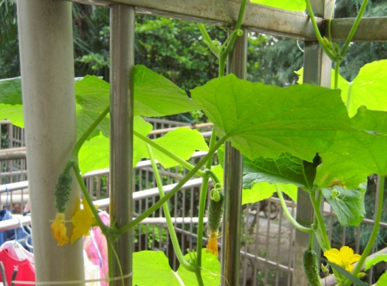阳台黄瓜种植技术 阳台黄瓜种植技术