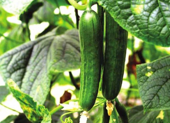 黄瓜 黄瓜