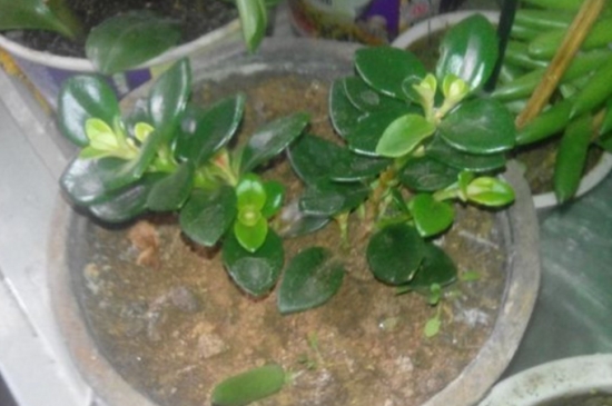 扦插的金鱼花 扦插的金鱼花