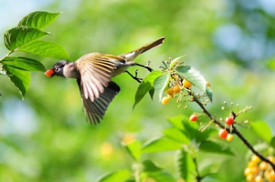樱桃树几年结果 樱桃树几年结果