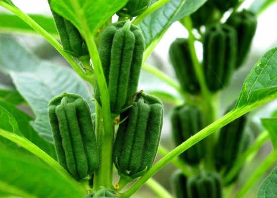 黑芝麻植株 黑芝麻植株