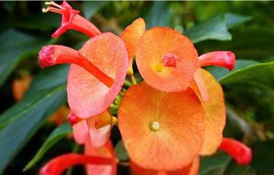 冬红的养殖方法 冬红的养殖方法