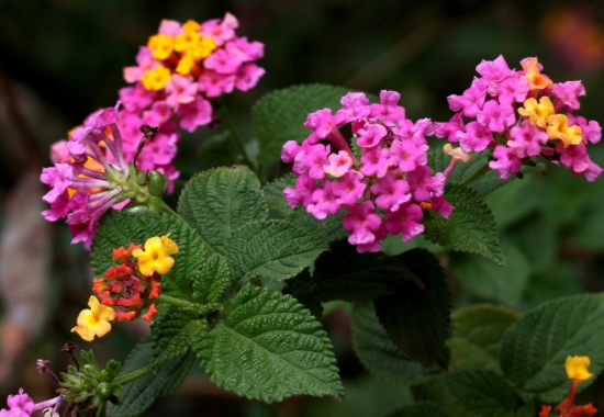 五色绣球花 五色绣球花